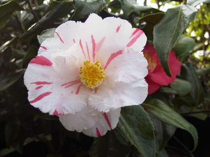 CAMELLIA japonica Dainty California