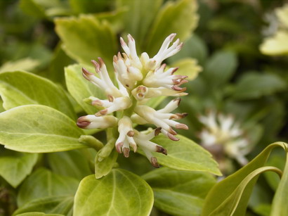 PACHYSANDRA terminalis