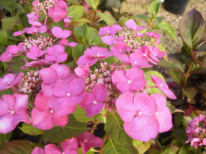 HYDRANGEA macrophylla Teller Faisan : floraison de juin. Nº1475