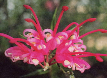 GREVILLEA Canberra Gem