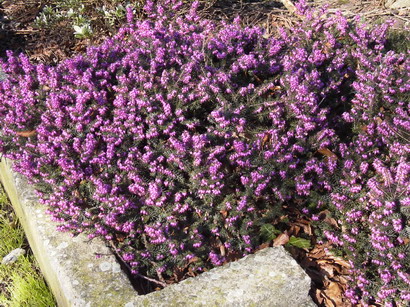 ERICA x.darleyensis Kramer's Rote