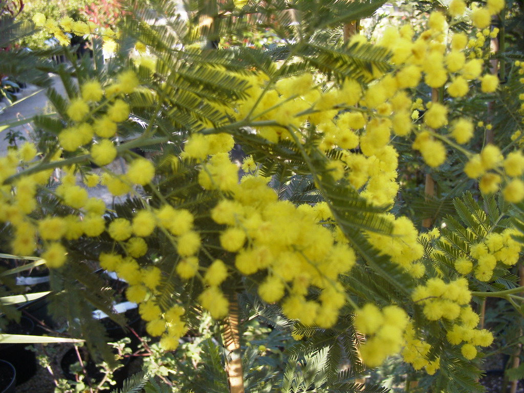 ACACIA dealbata Le Gaulois