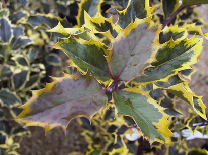 ILEX aquifolium Madame Briot