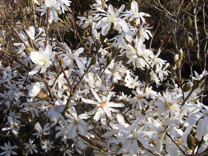 MAGNOLIA stellata : floraison de début de printemps. Nº1491