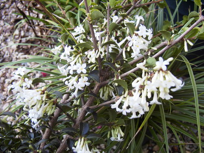 OSMANTHUS delavayi : floraison de début de printemps. Nº1495