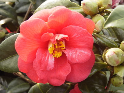 CAMELLIA japonica Adolphe Audusson