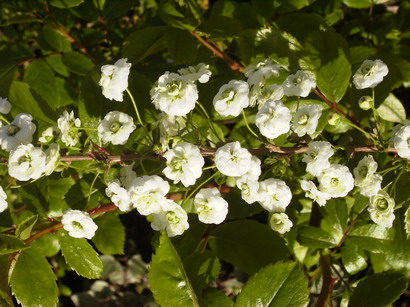 SPIRAEA prunifolia Pleniflora