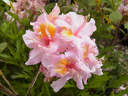 AZALEA caduque Sunset Pink : floraison d'avril-mai. Nº1498