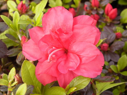 AZALEA japonaise Fête des Mères