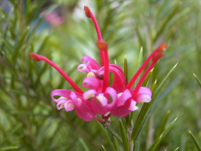 GREVILLEA juniperina