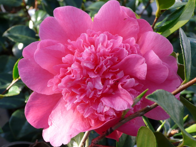 CAMELLIA x.williamsii Anticipation