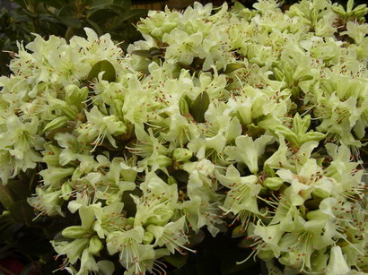 RHODODENDRON nain Shamrock