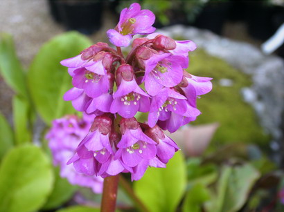 BERGENIA cordifolia