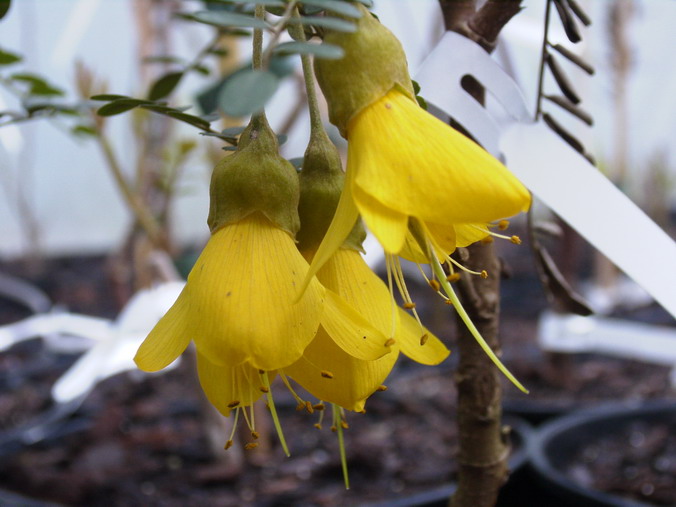 SOPHORA microphylla Sun King ®