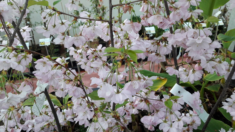 PRUNUS Accolade