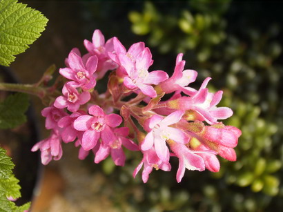 RIBES sanguineum Pulborough Scarlet