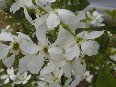 EXOCHORDA x.macrantha