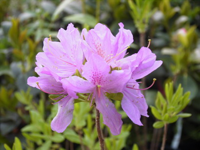 AZALEA caduque Fraseri : floraison de printemps. Nº1546
