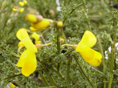 CYTISUS scoparius maritimus