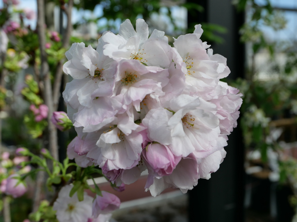 PRUNUS serrulata Amanogawa