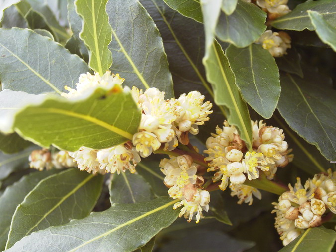 LAURUS nobilis