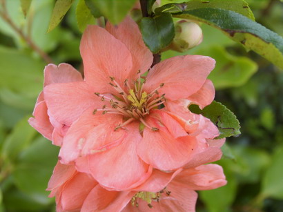 CHAENOMELES X.superba Cameo