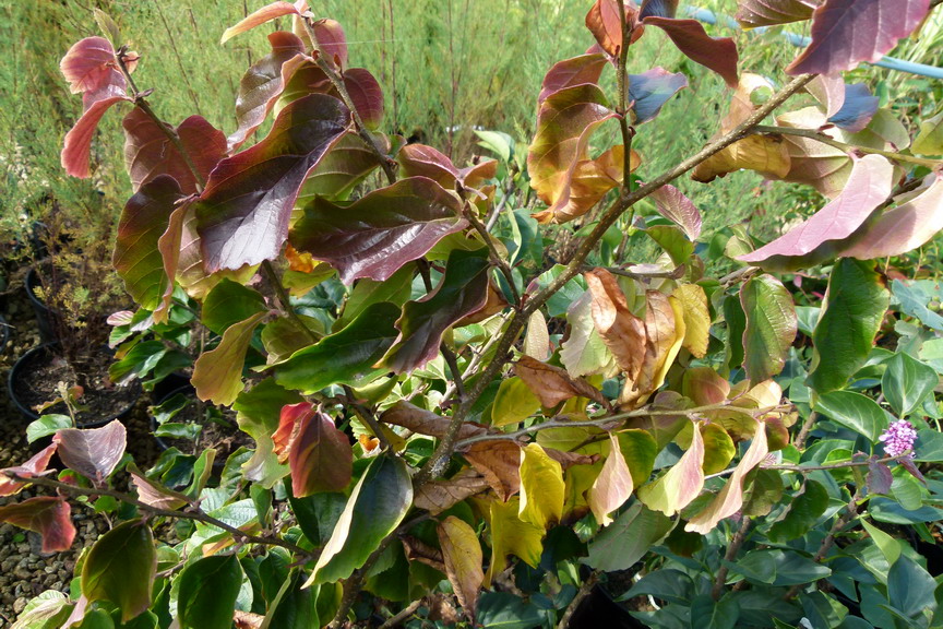 PARROTIA persica Vanessa