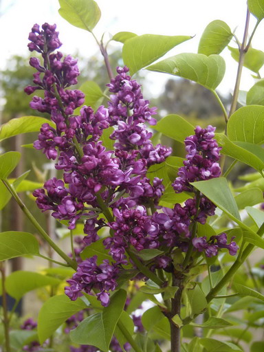 SYRINGA vulgaris Charles Joly