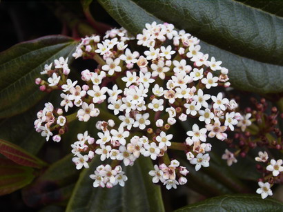 VIBURNUM davidii