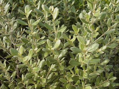 OLEARIA traversii