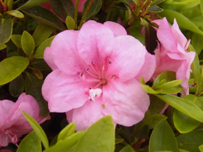 AZALEA japonaise Rose Bud