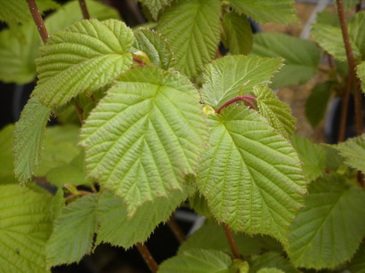 CORYLUS avellana