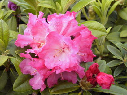 RHODODENDRON yakushimanum Morgenrot