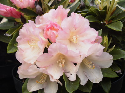 RHODODENDRON yakushimanum Golden Torch