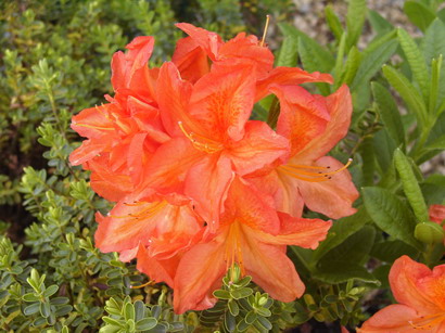 AZALEA Knap Hill Saturnus