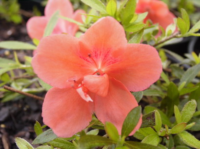 AZALEA japonaise Pink Cascade ®