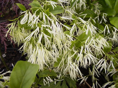 CHIONANTHUS virginicus