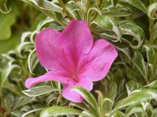AZALEA japonaise Salmon Leap