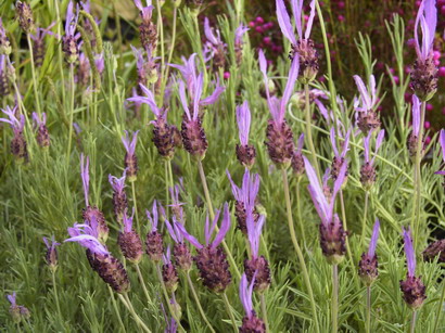 LAVANDULA stoechas subsp. pedunculata