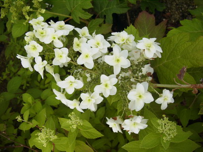 HYDRANGEA quercifolia Snowflake