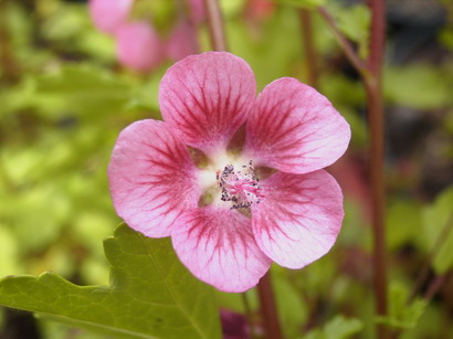 ANISODONTHEA capensis