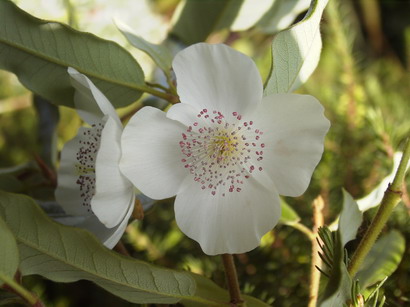 EUCRYPHIA x.intermedia Rostrevor : floraison de juillet. Nº1652