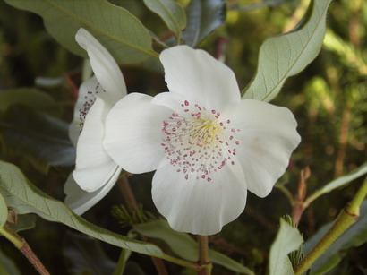 EUCRYPHIA x.intermedia Rostrevor : floraison de juillet. Nº1654