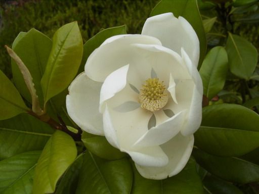 MAGNOLIA grandiflora François Treyve