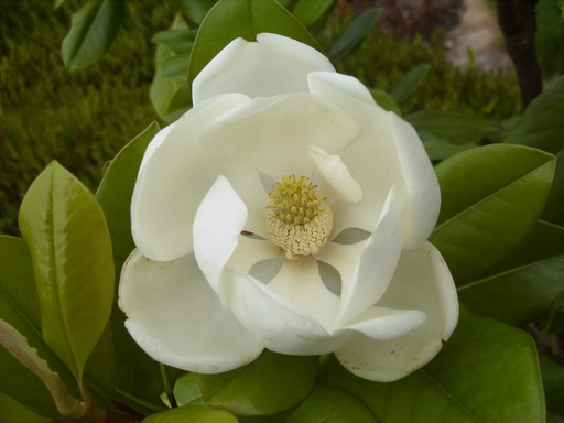 MAGNOLIA grandiflora François Treyve