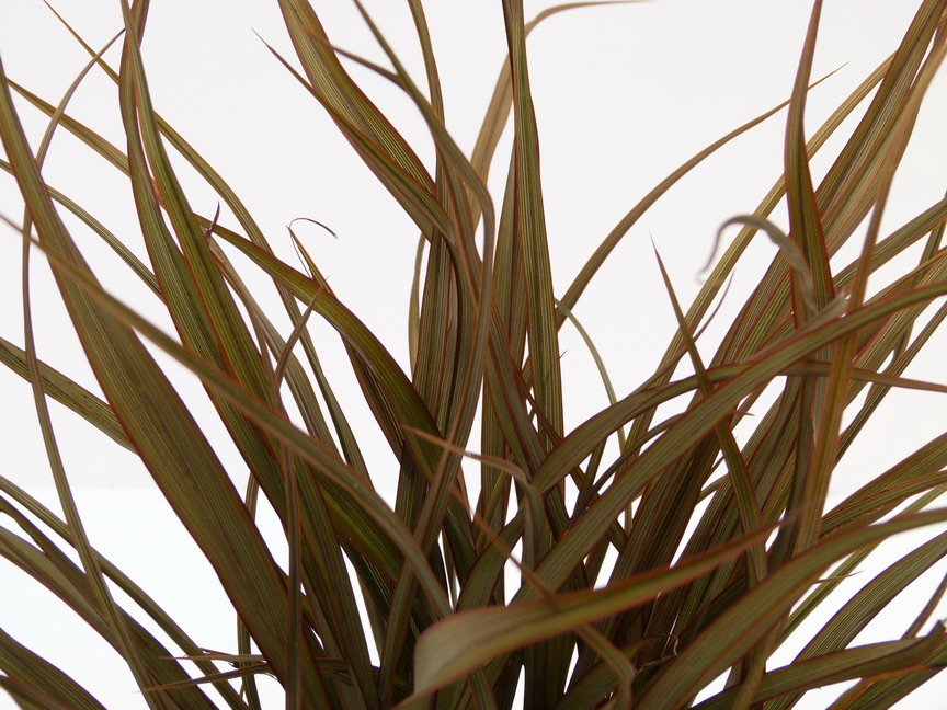 PHORMIUM Surfer Bronze