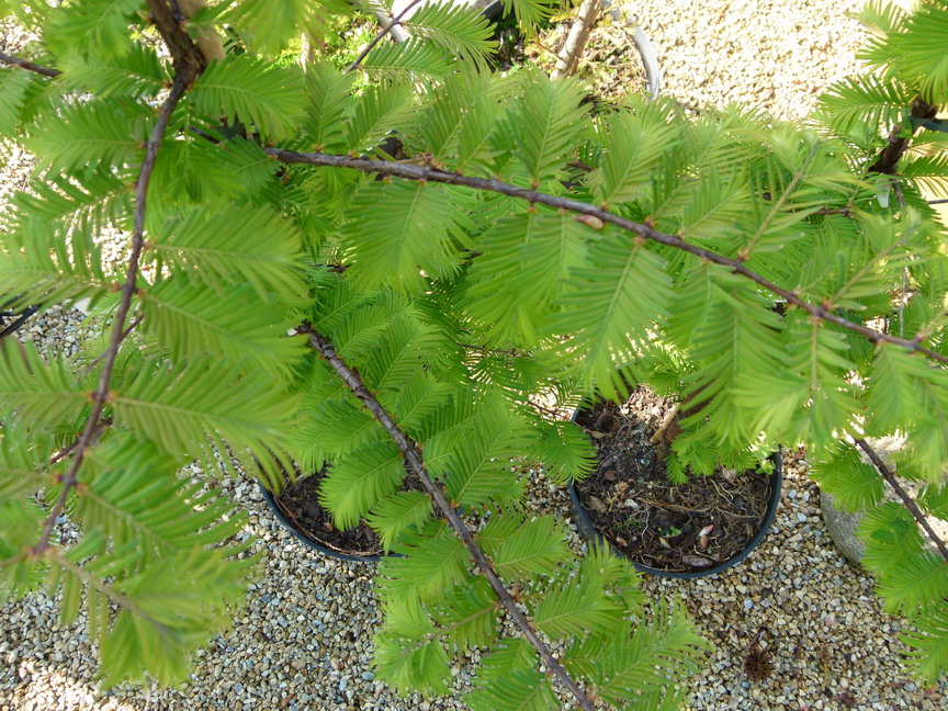 METASEQUOIA glyptostroboide