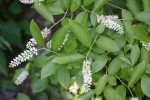 ITEA japonica Beppu