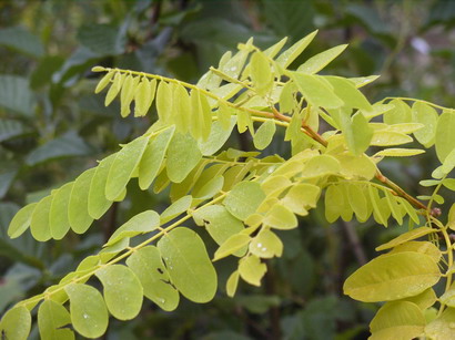 ROBINIA pseudoacacia Frisia