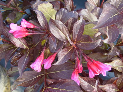 WEIGELIA florida Alexandra ®
